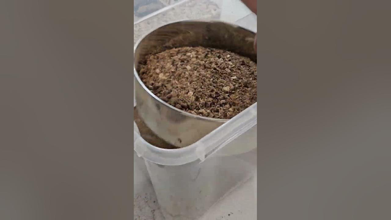 Kako se presejejo in prečistijo Gorgojo žuželke